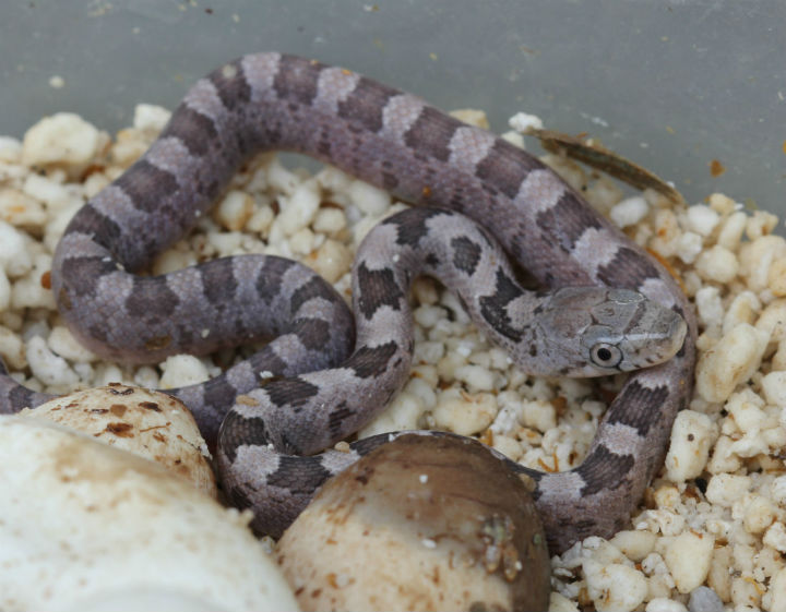 Yellow Rat Snakes